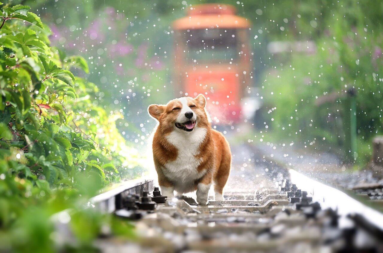 Dog Corgi Pets Cute Rain Dog Dog - huoadg5888 / Pixabay